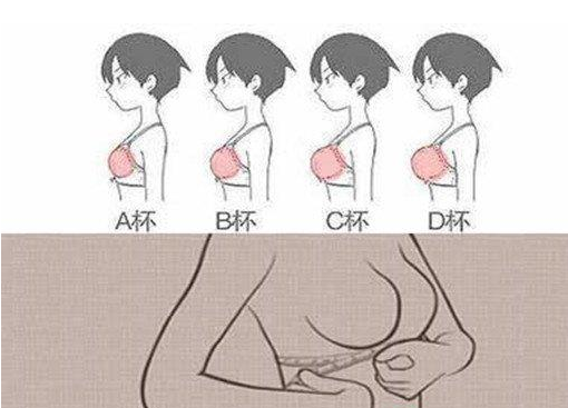 罩杯abcd怎么分大小