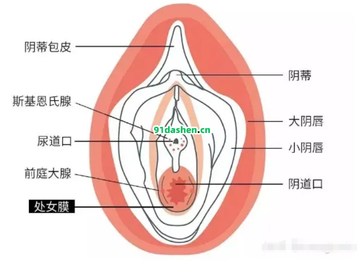 第一次爱爱前的必读指南:女生篇（收藏级）